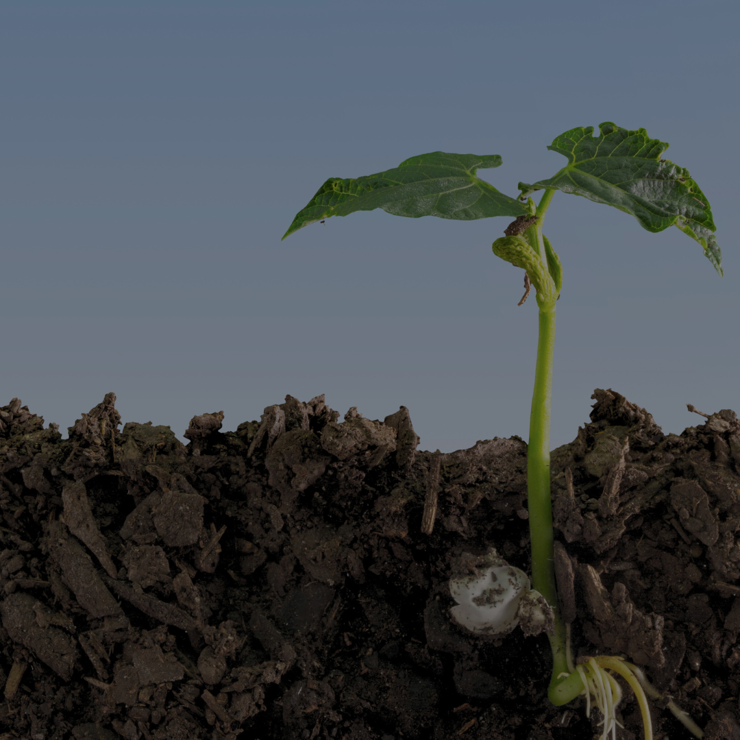 The Root to Gut Pipeline: How Soil Health Affects Inflammation