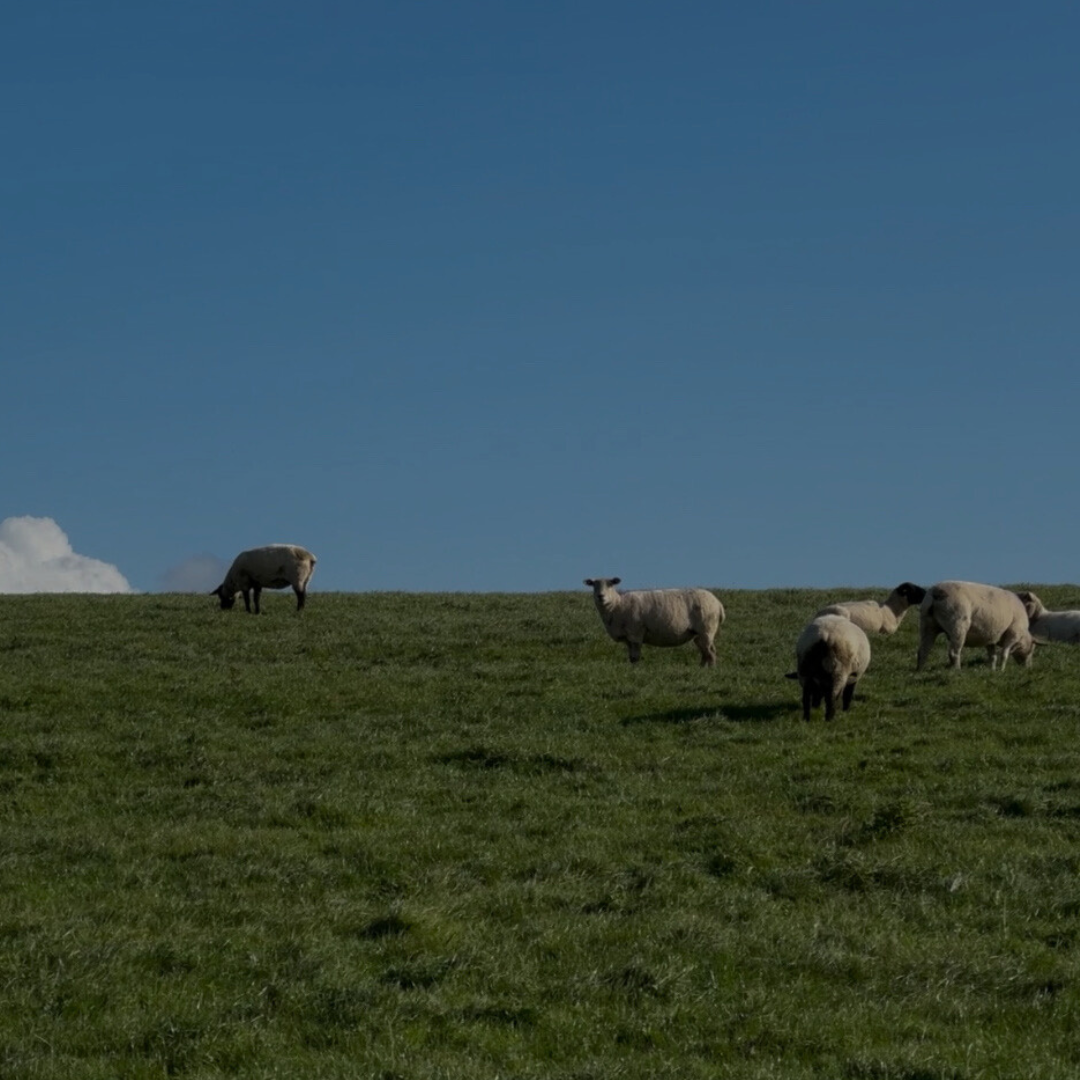 Green Spaces, Healthy Places