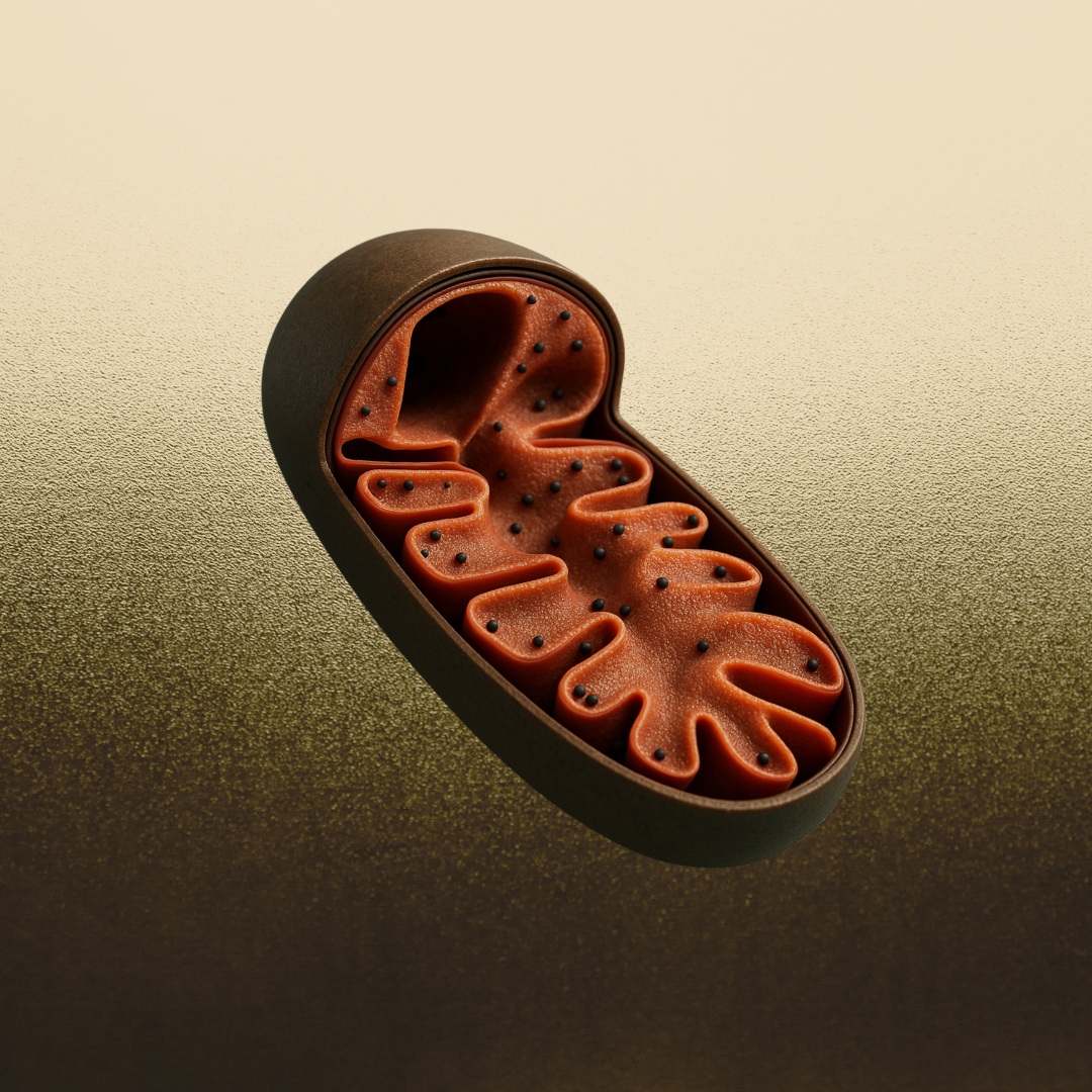 Energizing Your Cells: How Gut Health and Mitochondria Shape Aging and Vitality